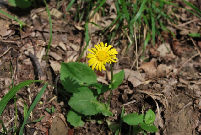 Doronicum columnae